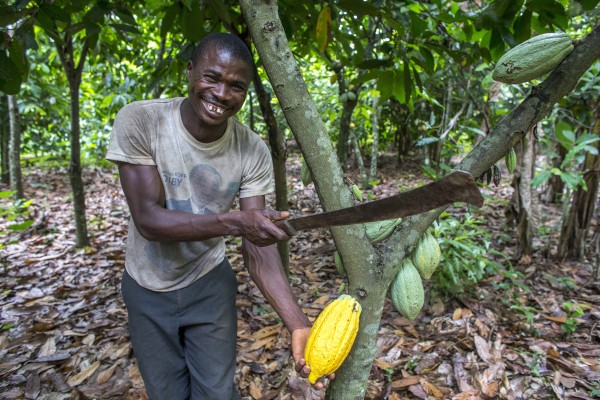 Ecookim member and cocoa planter Firmin Kouakou N'dri harvesting ripe cocoa pods.