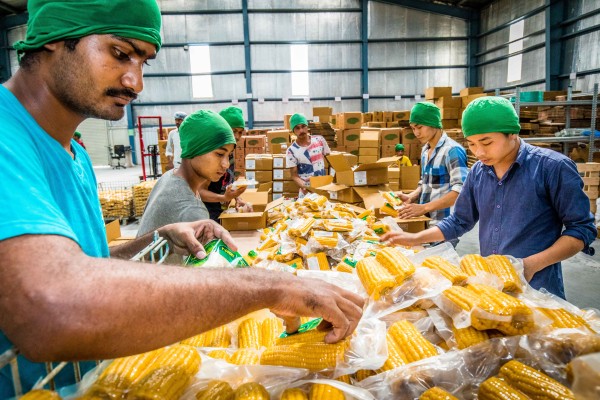 Corn ready for despatch at Y-Cook's processing plant in Hosakote
