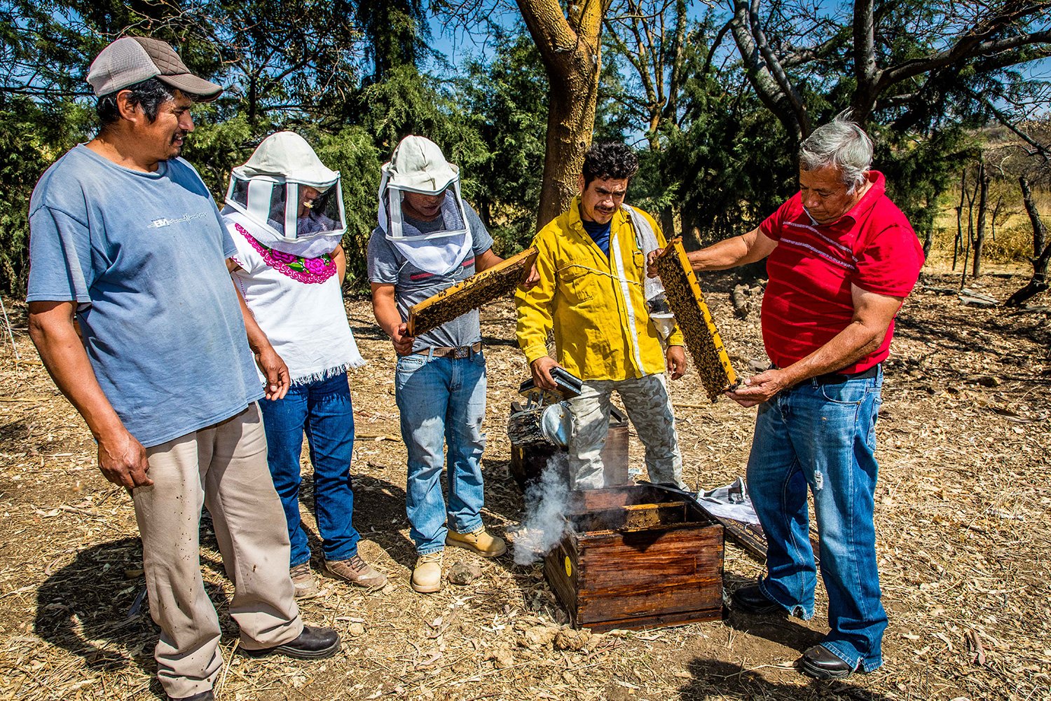 Beekeepers members of Miel Mexicana