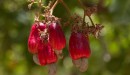 cashews