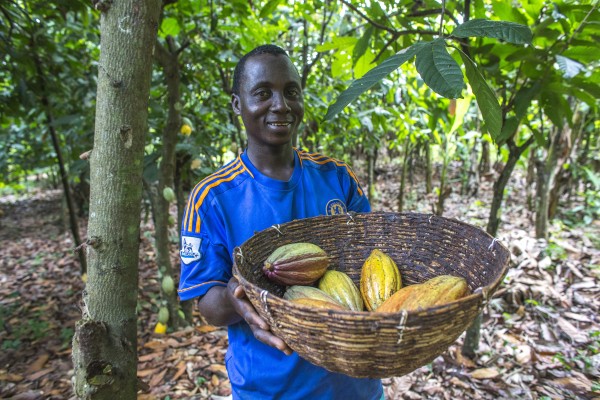 Ecookim member and cocoa planter Yao Kouakou harvesting cocoa pods.