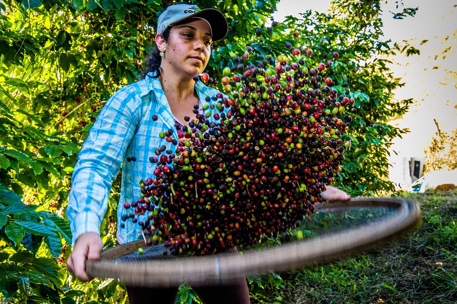 Sifting twigs and leaves from coffee cherries in the Brazilian coffee cooperative Coopfam CPFAM-BR-23.jpg